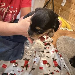 Rosie - Black and cream female Dachshund puppy in Wappapello, Missouri from Kandb Dachshunds
