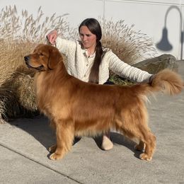Golden Retriever Puppies from Sound Golden Retrievers