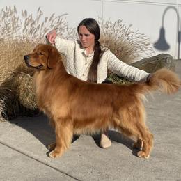 Golden Retriever Puppies from Sound Golden Retrievers
