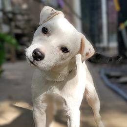Polar - Jack Russell Terrier