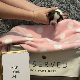 Girl 4 - Brindle Boxer puppy in Crothersville, Indiana from Wilson Family Boxers