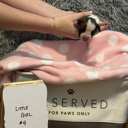 Girl 4 - Brindle Boxer puppy in Crothersville, Indiana from Wilson Family Boxers
