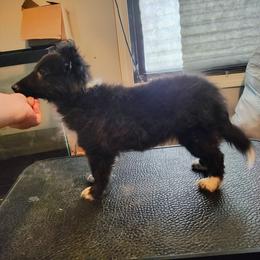 Claire - Black and white female Shetland Sheepdog puppy in Albany, New York from K&A Little Wonder's