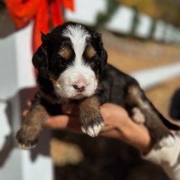 Dixie - Tri-color female Bernedoodle puppy in Thatcher, New Mexico from Brush Fire Doodles