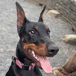 Zuzu - Doberman Pinscher