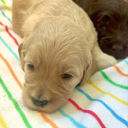 Blue Moon - Apricot male Goldendoodle puppy in Stockton, California from Port City Doodles