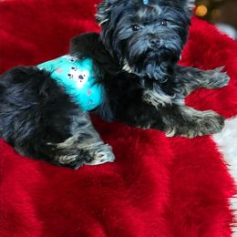 Kobe - Yorkshire Terrier