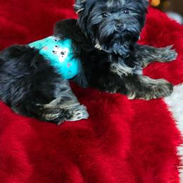 Kobe - Yorkshire Terrier