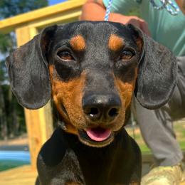 Beanie - Dachshund