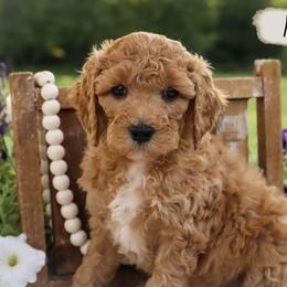 Miniature Schnauzer and Poodle Puppies from Crystal Rose Canines