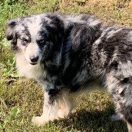 Australian Shepherds, Miniature Australian Shepherds, and Toy Australian Shepherds from Our Lil Aussies
