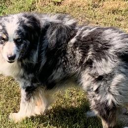 Australian Shepherds, Miniature Australian Shepherds, and Toy Australian Shepherds from Our Lil Aussies