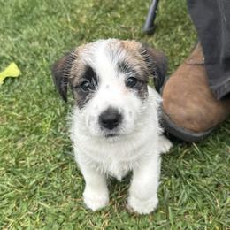 Girl 1 - female Russell Terrier puppy in Sunnyvale, California from Roger's Russell Terriers