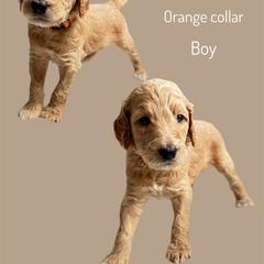 Assorted Doodle Crosses Puppies from First Wish Doodles