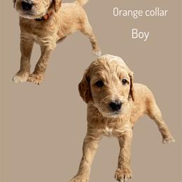 Assorted Doodle Crosses Puppies from First Wish Doodles