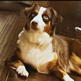 Mochi - Miniature American Shepherd