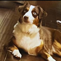 Mochi - Miniature American Shepherd