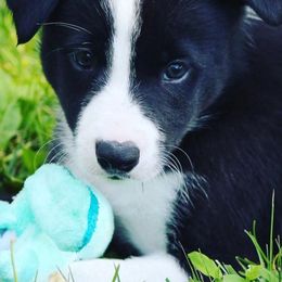 Border Collies from Doggie D'Tails