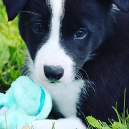 Border Collies from Doggie D'Tails