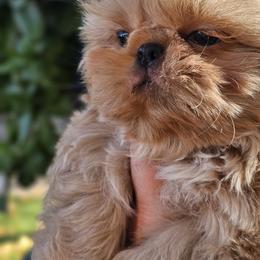 Milton - Cream and white male Shih Tzu puppy in Tucson, Arizona from Dollface Shih Tzu