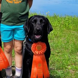 Breaker - Labrador Retriever