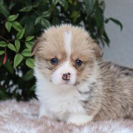 Boy 1 - Red male Pembroke Welsh Corgi puppy in Caliente, California from Rafter Cross 7