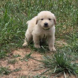 Baby Boy Green - Light golden male Golden Retriever puppy in Clarksville, Tennessee from 255 Goldens