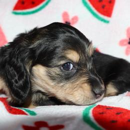 Light pink collar female - Black and cream female Dachshund puppy in New Canton, Virginia from Mount Calm Golden Retrievers