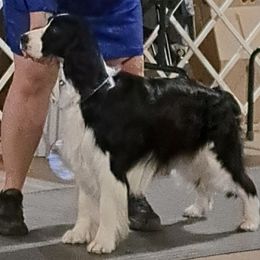 English Springer Spaniel All Grown Up from LLEWELLYN FARMS ENGLISH SPRINGER SPANIELS