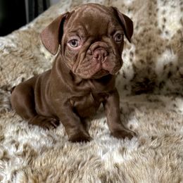 French Bulldog Puppies from The French Bulldog Company LLC