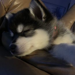 Pomsky Puppies from My Half Pint Pups