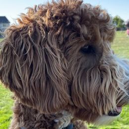 Goldendoodles and Labradoodles from Cloverdale Doodles LLC.