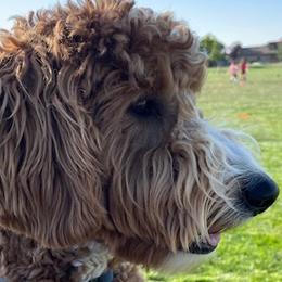 Goldendoodles and Labradoodles from Cloverdale Doodles LLC.