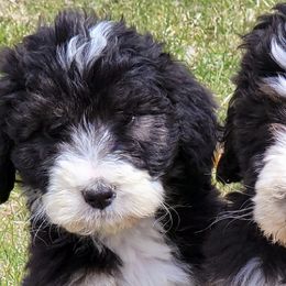 Bernedoodles from Blessed with Doodles