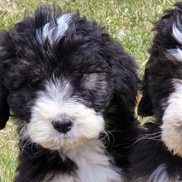 Bernedoodles from Blessed with Doodles