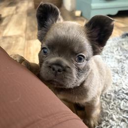 Mack - Blue male French Bulldog puppy in North Branch, Minnesota from Halverson Bulldogges