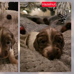 Hazelnut - Piebald female Dachshund puppy in Saginaw, Michigan from Emily Humpert