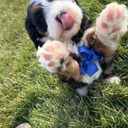 Bernedoodle, Cavapoo, Cockapoo, Goldendoodle, and Poodle Puppies from DoodleForever