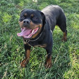 Jazz - Rottweiler