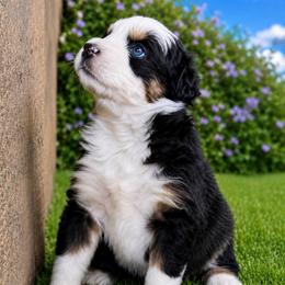 Lightning - Black tri-color female Australian Shepherd puppy in Marshall, Virginia from Aussie Tales Farm
