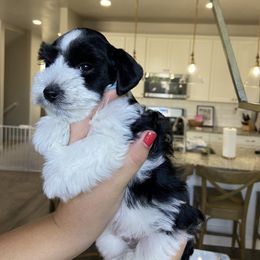 Miniature Schnauzer Puppies from Mountain Point Schnauzers