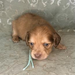 Teal collar - Cream male Dachshund puppy in Lexington, Oklahoma from BooneDox Miniature Dachshunds