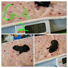 Girl 2 - Black and tan brindle female Havanese puppy in Bourbon, Missouri from Bouncy Bubbly Havanese