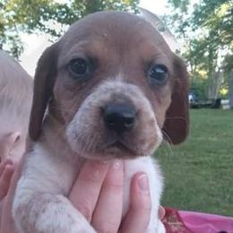 Beagles from Tudor Kennels