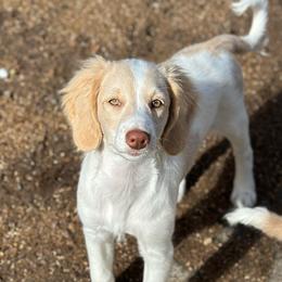 Edward - Cream male Aussiedoodle puppy in Millville, California from Hope Lane Kennels