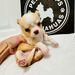 Milo - Cream and white male Chihuahua puppy in Dayton, Ohio from Petite Pups