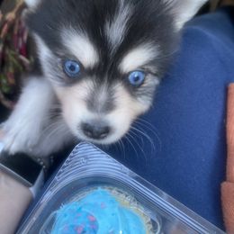 Pomsky and Siberian Husky Puppies from Pine and Sea Pomskies