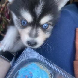 Pomsky and Siberian Husky Puppies from Pine and Sea Pomskies