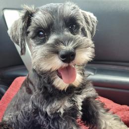 Miniature Schnauzers from Hydie Mini Schnauzer