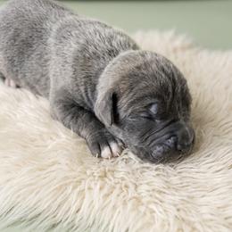 Boy 1 - Gray brindle male Cane Corso puppy in Haslet, Texas from Trained To Go Corso Kennels (T.T.G. Corso Kennels)